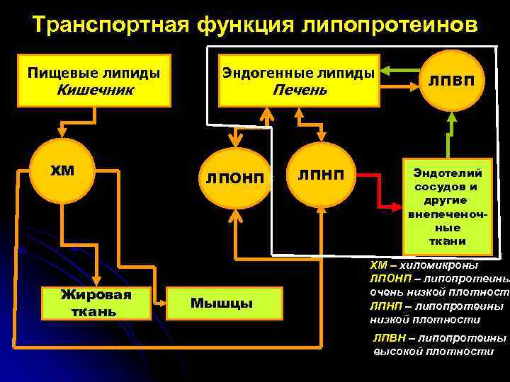 Транспортная функция липопротеинов Пищевые липиды Кишечник ХМ Жировая ткань Эндогенные липиды Печень ЛПОНП Мышцы