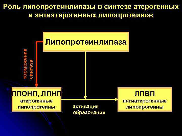 Роль липопротеинлипазы в синтезе атерогенных и антиатерогенных липопротеинов торможение синтеза Липопротеинлипаза ЛПОНП, ЛПНП ЛПВП