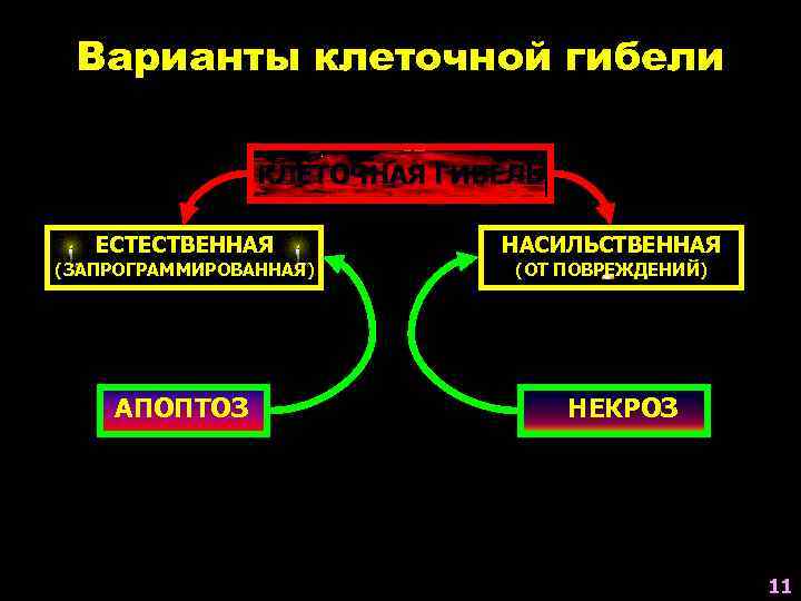 Варианты клеточной гибели КЛЕТОЧНАЯ ГИБЕЛЬ ЕСТЕСТВЕННАЯ (ЗАПРОГРАММИРОВАННАЯ) АПОПТОЗ НАСИЛЬСТВЕННАЯ (ОТ ПОВРЕЖДЕНИЙ) НЕКРОЗ 11 