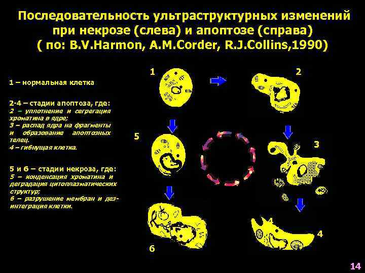 Схема микроскопических изменений в клетке при некрозе