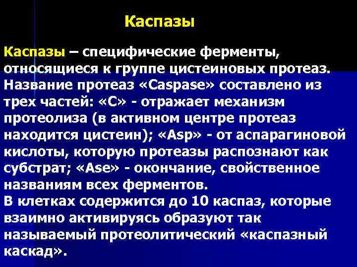Каспазы – специфические ферменты, относящиеся к группе цистеиновых протеаз. Название протеаз «Caspase» составлено из