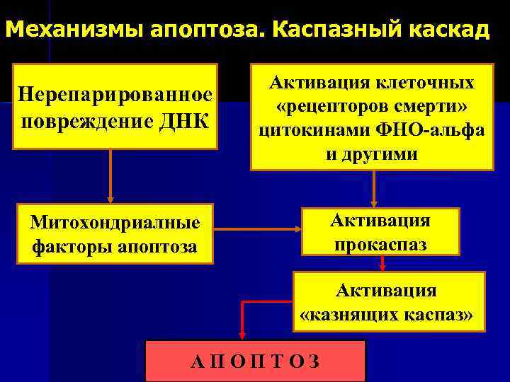 Механизмы апоптоза. Каспазный каскад Нерепарированное повреждение ДНК Активация клеточных «рецепторов смерти» цитокинами ФНО-альфа и