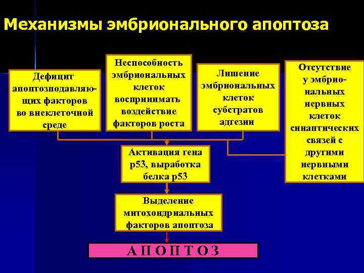 Механизмы эмбрионального апоптоза Дефицит апоптозподавляющих факторов во внеклеточной среде Неспособность эмбриональных клеток воспринимать воздействие