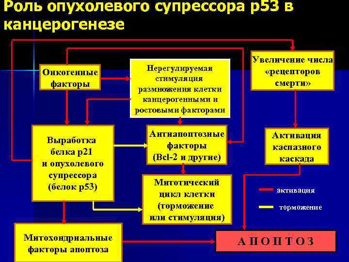 Роль опухолевого супрессора р53 в канцерогенезе Онкогенные факторы Выработка белка р21 и опухолевого супрессора