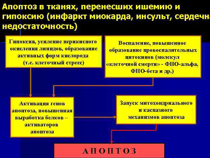 Апоптоз в тканях, перенесших ишемию и гипоксию (инфаркт миокарда, инсульт, сердечна недостаточность) Гипоксия, усиление