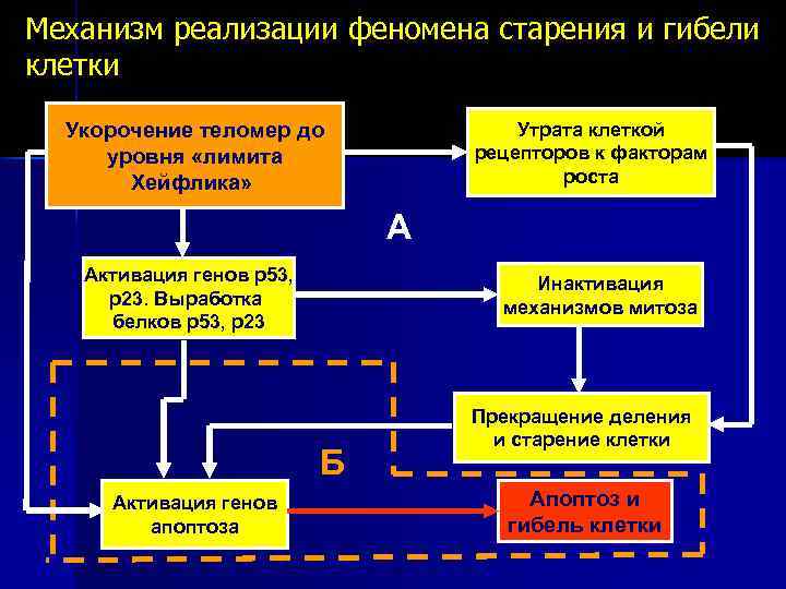 Презентация механизмы старения