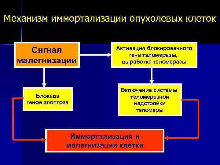 Механизм иммортализации опухолевых клеток Сигнал малегнизации Блокада генов апоптоза Активация блокированного гена таломеразы, выработка