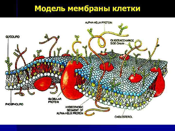 Рисунок оболочки клетки. Модели мембран. Модель клеточной мембраны. Моделирование клеточной мембраны. Клеточная мембрана макет.