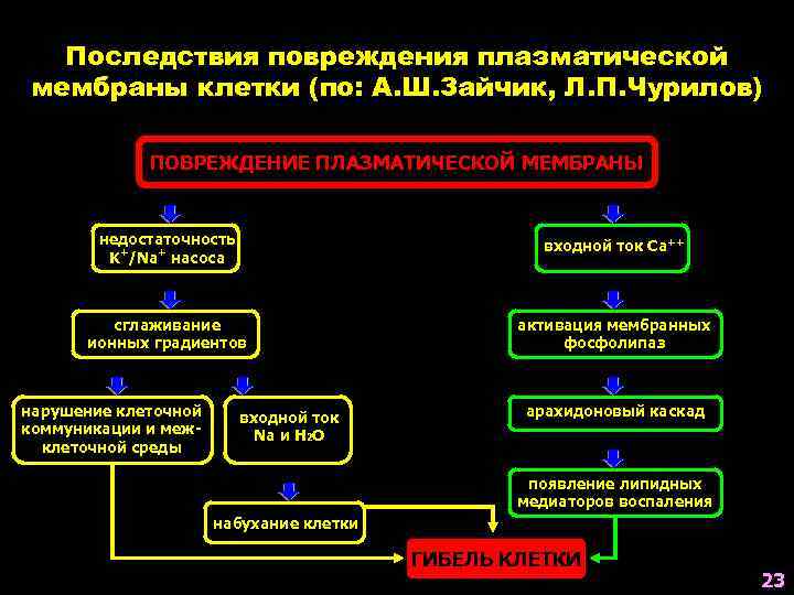 Последствия повреждения плазматической мембраны клетки (по: А. Ш. Зайчик, Л. П. Чурилов) ПОВРЕЖДЕНИЕ ПЛАЗМАТИЧЕСКОЙ