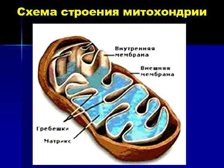 Схема строения митохондрии 