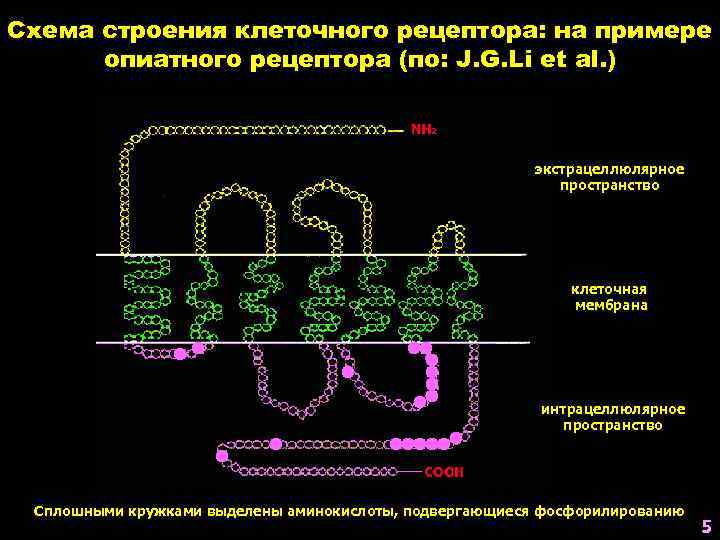 Схема строения клеточного рецептора: на примере опиатного рецептора (по: J. G. Li et al.