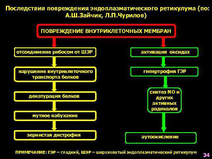 Последствия повреждения эндоплазматического ретикулума (по: А. Ш. Зайчик, Л. П. Чурилов) ПОВРЕЖДЕНИЕ ВНУТРИКЛЕТОЧНЫХ МЕМБРАН
