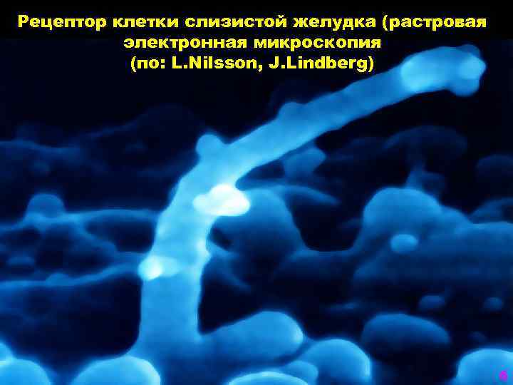 Рецептор клетки слизистой желудка (растровая электронная микроскопия (по: L. Nilsson, J. Lindberg) 6 