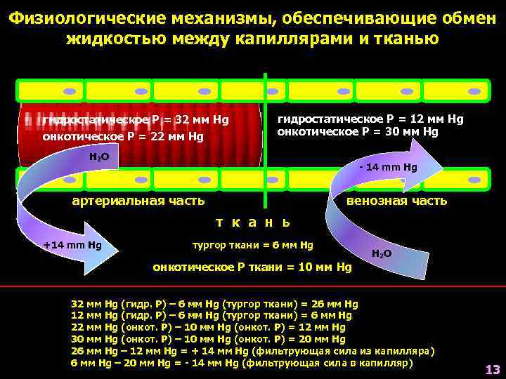 Физиологические механизмы, обеспечивающие обмен жидкостью между капиллярами и тканью гидростатическое Р = 32 мм