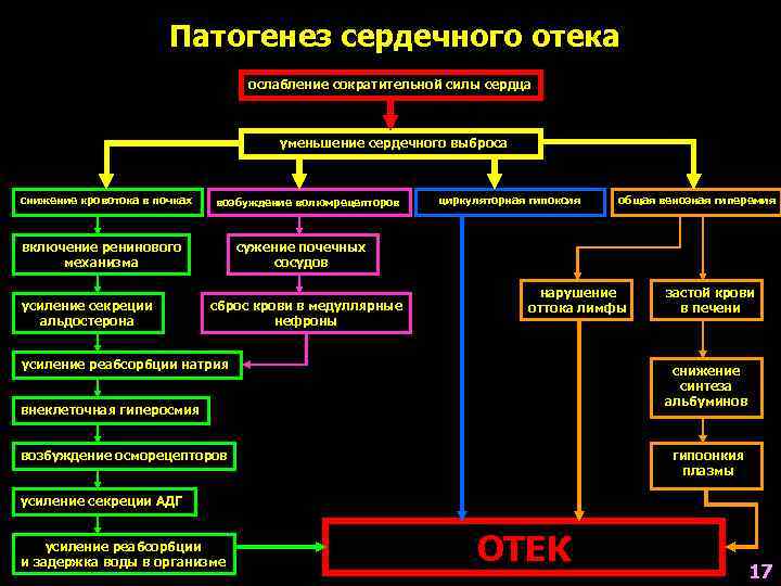 Патогенез сердечного отека ослабление сократительной силы сердца уменьшение сердечного выброса снижение кровотока в почках