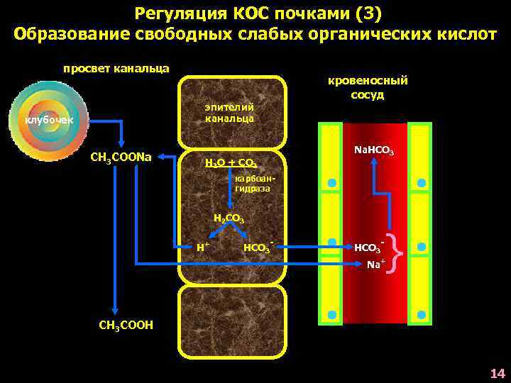 Регуляция КОС почками (3) Образование свободных слабых органических кислот просвет канальца кровеносный сосуд эпителий