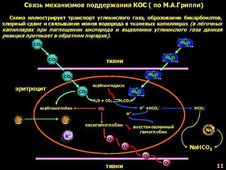 Механизм взаимосвязи. Механизмы поддержания кос. Укажите механизмы поддержания кос:. Кавалеьная СВЯЗЬСВЯЗЬ механизм преобразования. Какие механизмы подвержения кос вам известь.