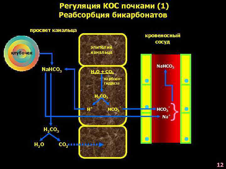 Регуляция КОС почками (1) Реабсорбция бикарбонатов просвет канальца кровеносный сосуд эпителий канальца клубочек Na.