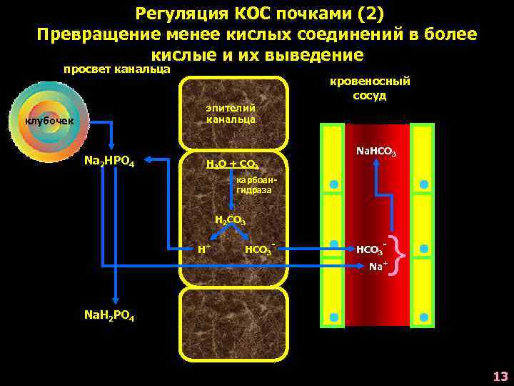 Физиологические механизмы регуляции кос схема