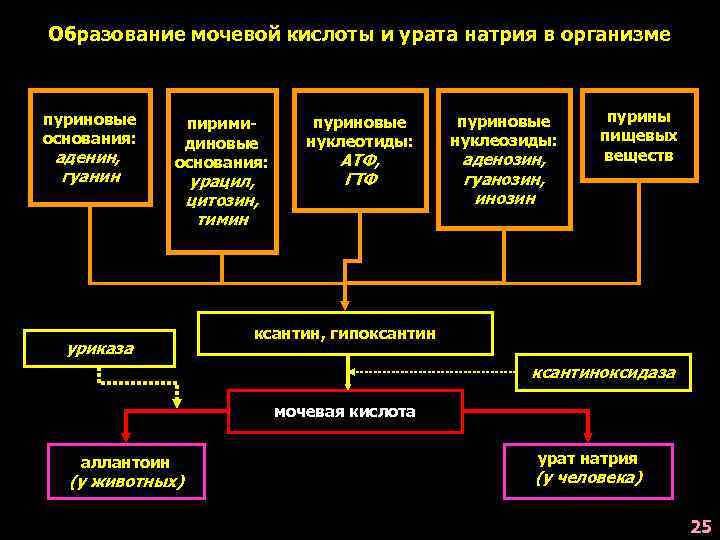 Схема образования мочевой кислоты