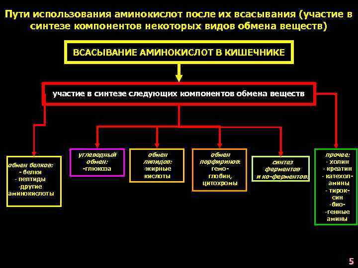 Пути использования аминокислот после их всасывания (участие в синтезе компонентов некоторых видов обмена веществ)