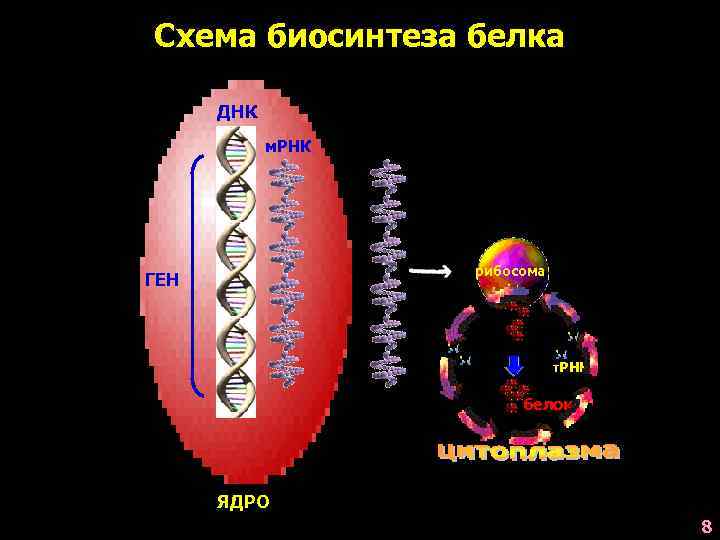 Схема биосинтеза белка ДНК м. РНК рибосома ГЕН т. РНК белок ЯДРО 8 