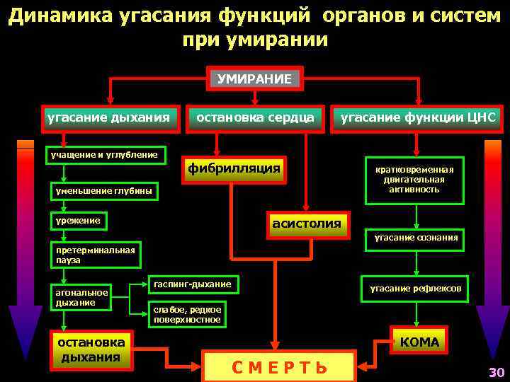 Динамика угасания функций органов и систем при умирании УМИРАНИЕ угасание дыхания учащение и углубление