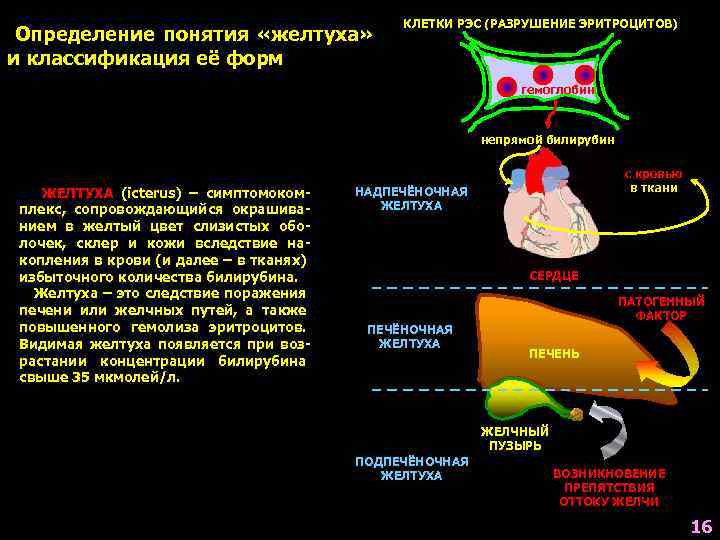 Определение понятия «желтуха» и классификация её форм КЛЕТКИ РЭС (РАЗРУШЕНИЕ ЭРИТРОЦИТОВ) гемоглобин непрямой билирубин