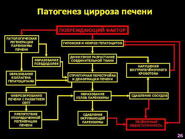 Патогенез цирроза печени ПОВРЕЖДАЮЩИЙ ФАКТОР ПАТОЛОГИЧЕСКАЯ РЕГЕНЕРАЦИЯ ПАРЕНХИМЫ ПЕЧЕНИ ОБРАЗОВАНИЕ ПСЕВДОДОЛЕК ОБРАЗОВАНИЕ КОЛЛАГЕНА ГЕПАТОЦИТАМИ