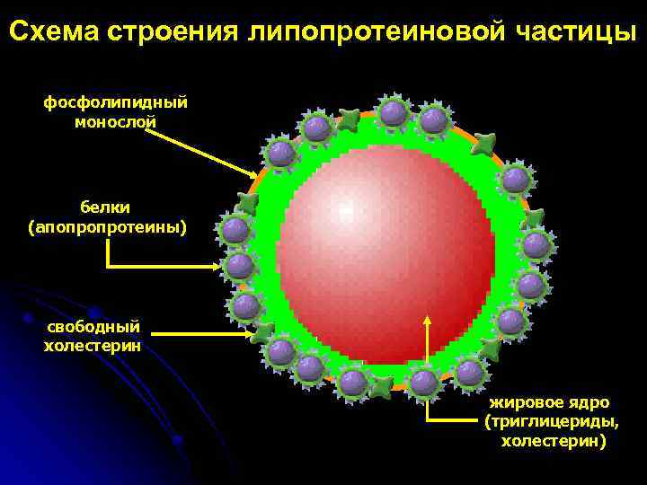 Схема строения липопротеинов