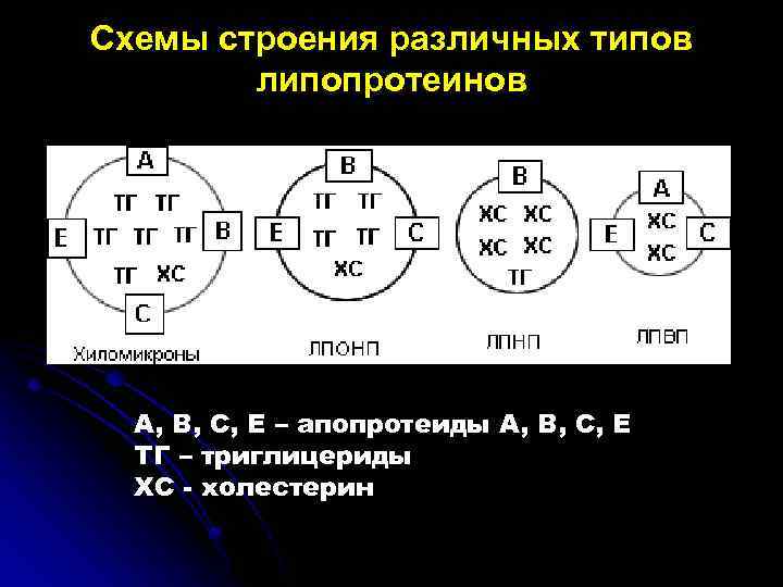 Схемы строения различных типов липопротеинов А, В, С, Е – апопротеиды А, В, С,