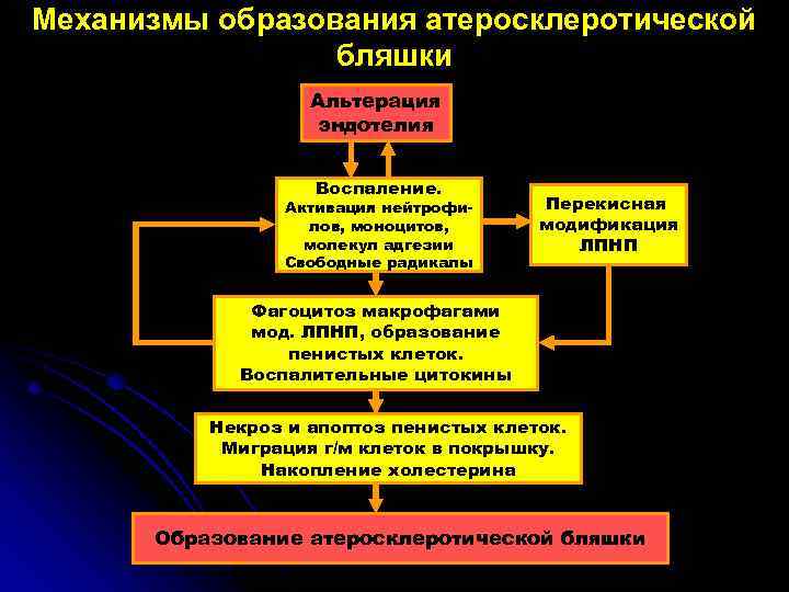 Механизмы образования атеросклеротической бляшки Альтерация эндотелия Воспаление. Активация нейтрофилов, моноцитов, молекул адгезии Свободные радикалы