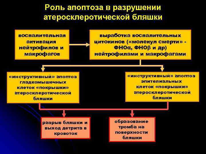 Роль апоптоза в разрушении атеросклеротической бляшки воспалительная активация нейтрофилов и макрофагов «инструктивный» апоптоз гладкомышечных