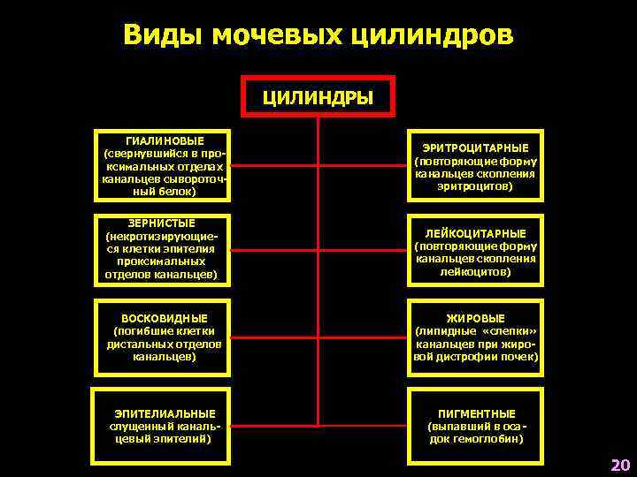 Виды мочевых цилиндров ЦИЛИНДРЫ ГИАЛИНОВЫЕ (свернувшийся в проксимальных отделах канальцев сывороточный белок) ЭРИТРОЦИТАРНЫЕ (повторяющие