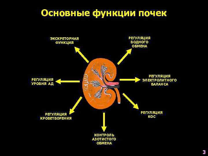 Функция почек синтез