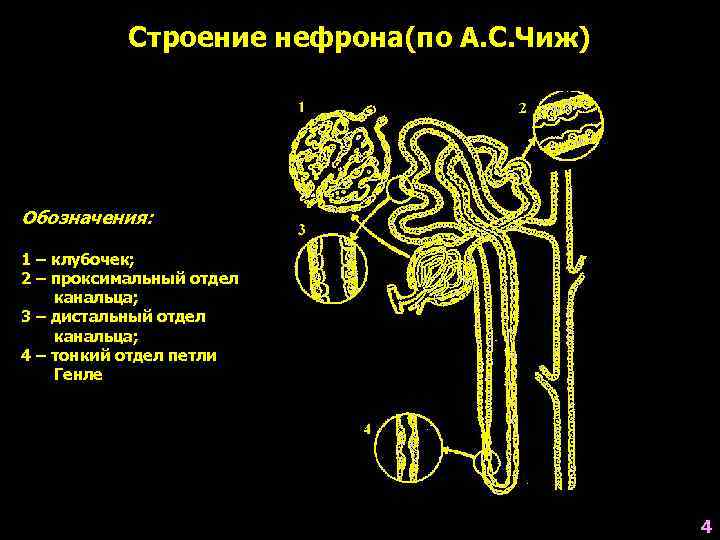 Строение нефрона(по А. С. Чиж) Обозначения: 1 – клубочек; 2 – проксимальный отдел канальца;