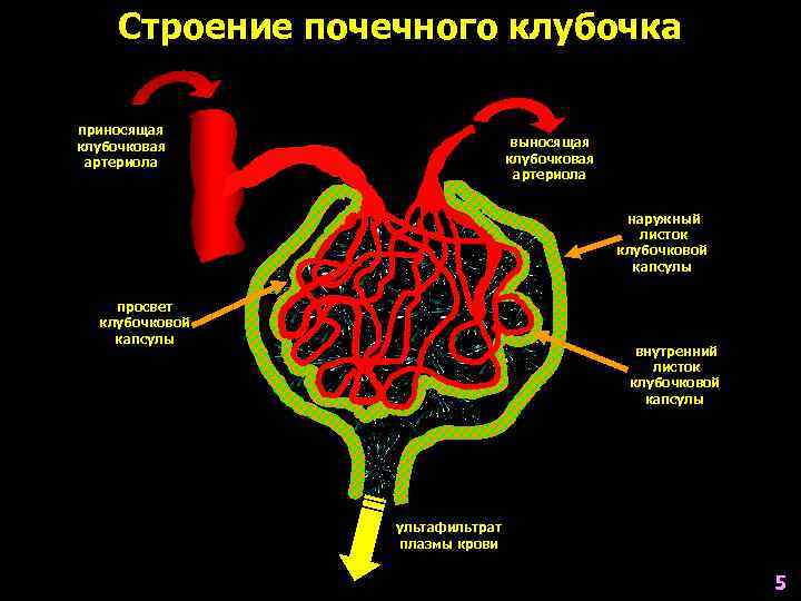 Строение почечного клубочка приносящая клубочковая артериола выносящая клубочковая артериола наружный листок клубочковой капсулы просвет