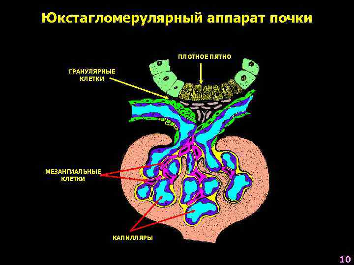 Юкстагломерулярный аппарат почки ПЛОТНОЕ ПЯТНО ГРАНУЛЯРНЫЕ КЛЕТКИ МЕЗАНГИАЛЬНЫЕ КЛЕТКИ КАПИЛЛЯРЫ 10 