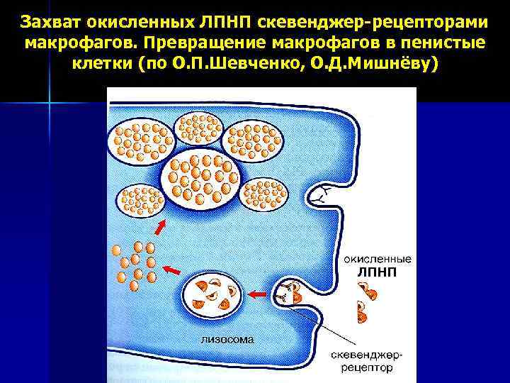 Захват окисленных ЛПНП скевенджер-рецепторами макрофагов. Превращение макрофагов в пенистые клетки (по О. П. Шевченко,