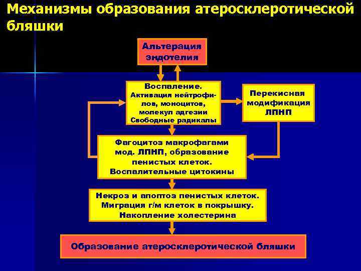 Механизмы образования атеросклеротической бляшки Альтерация эндотелия Воспаление. Активация нейтрофилов, моноцитов, молекул адгезии Свободные радикалы