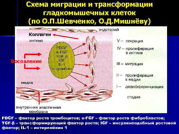 Схема миграции и трансформации гладкомышечных клеток (по О. П. Шевченко, О. Д. Мишнёву) Коллаген