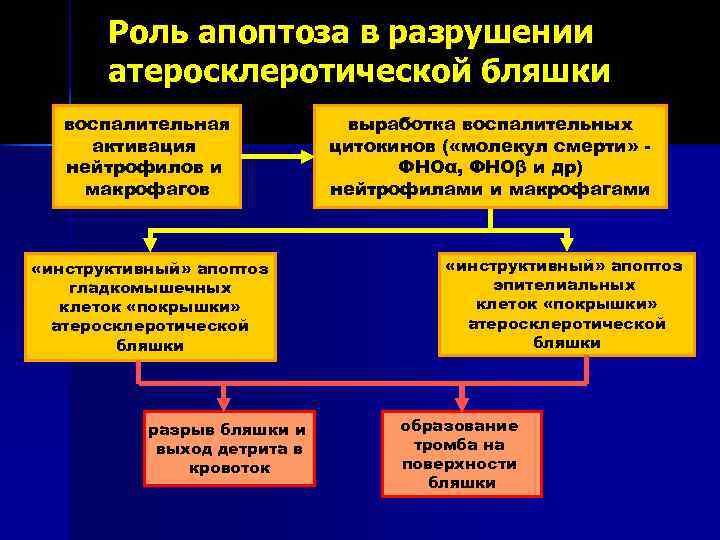 Роль апоптоза в разрушении атеросклеротической бляшки воспалительная активация нейтрофилов и макрофагов «инструктивный» апоптоз гладкомышечных