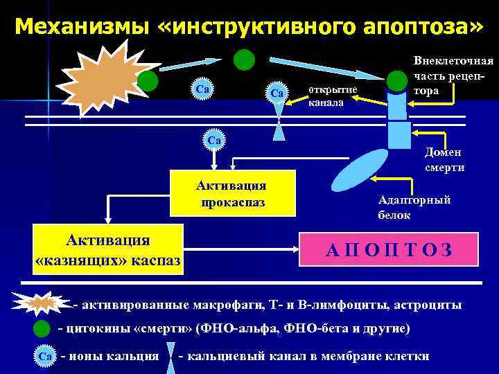 Механизмы «инструктивного апоптоза» Са Са Внеклеточная часть рецептора открытие канала Са Активация прокаспаз Активация