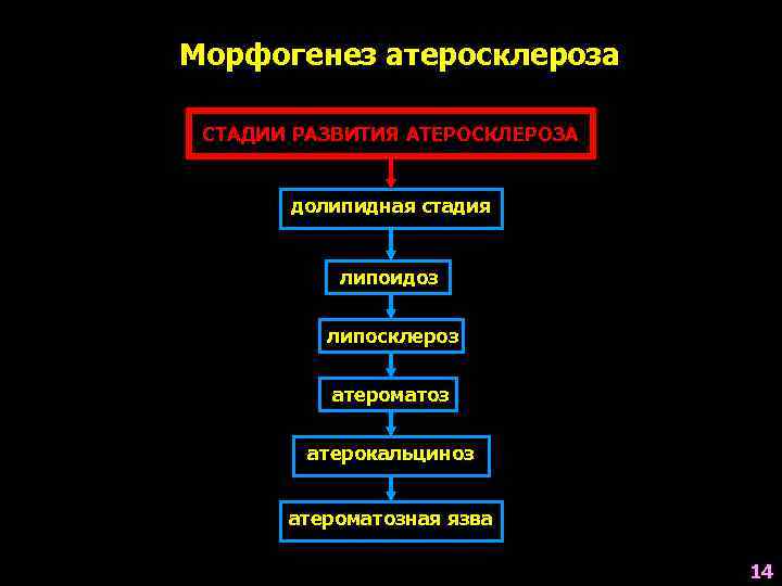 Морфогенез атеросклероза СТАДИИ РАЗВИТИЯ АТЕРОСКЛЕРОЗА долипидная стадия липоидоз липосклероз атероматоз атерокальциноз атероматозная язва 14