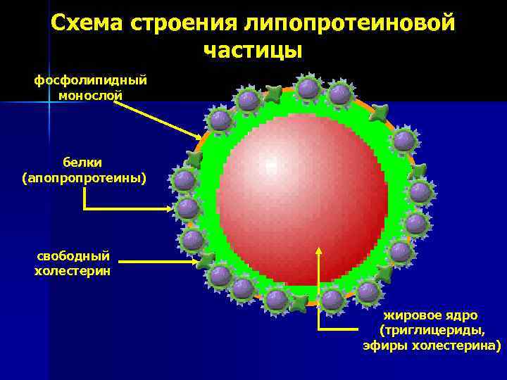 Схема строения липопротеиновой частицы фосфолипидный монослой белки (апопропротеины) свободный холестерин жировое ядро (триглицериды, эфиры