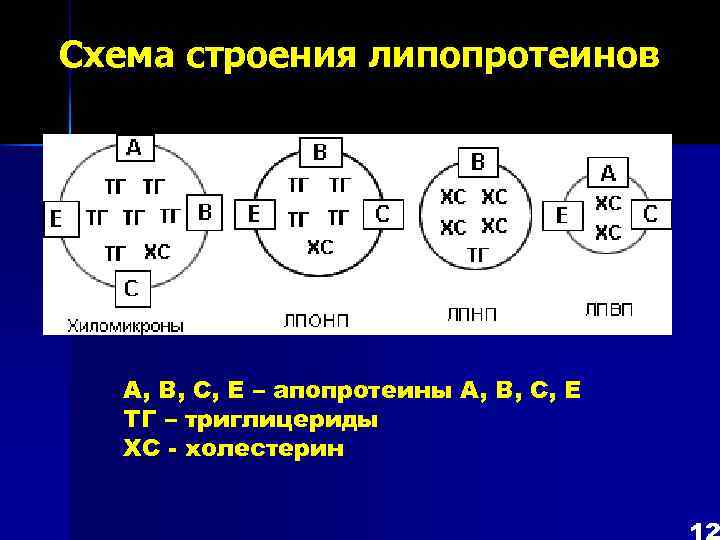 Схема строения липопротеинов А, В, С, Е – апопротеины А, В, С, Е ТГ