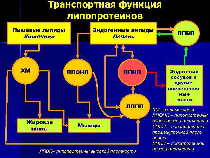 Транспортная функция липопротеинов Пищевые липиды Эндогенные липиды Кишечник ХМ Печень ЛПОНП ЛППП Жировая ткань