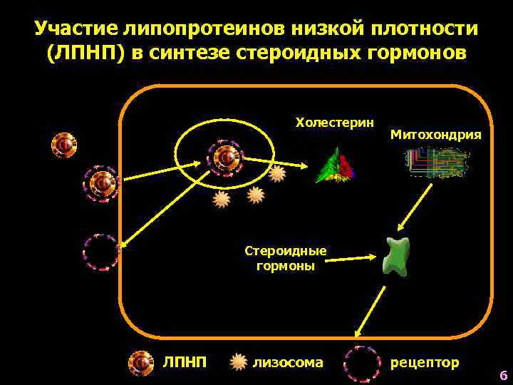 Участие липопротеинов низкой плотности (ЛПНП) в синтезе стероидных гормонов Холестерин Митохондрия Стероидные гормоны ЛПНП