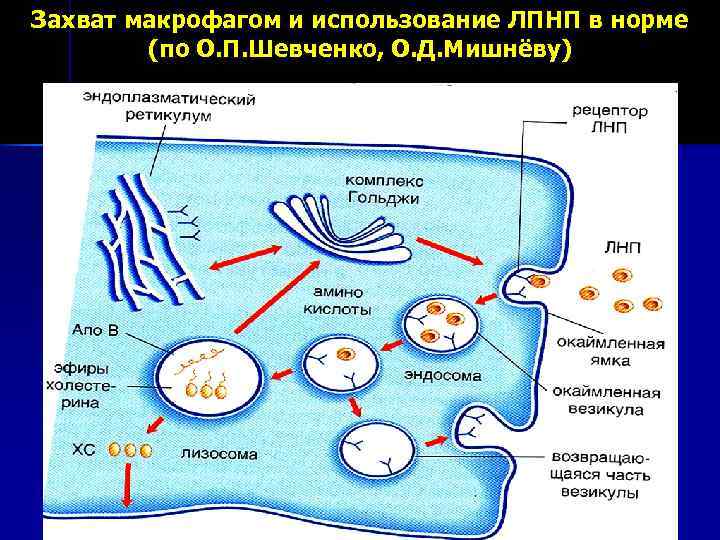 Захват макрофагом и использование ЛПНП в норме (по О. П. Шевченко, О. Д. Мишнёву)