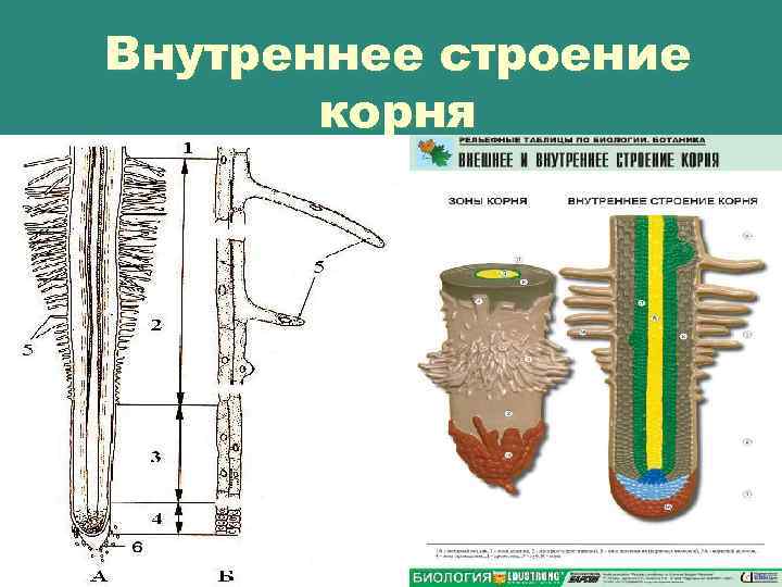 Внутреннее строение корня 